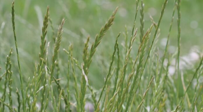 Tiririca uma das plantas daninhas mais agressivas do mundo