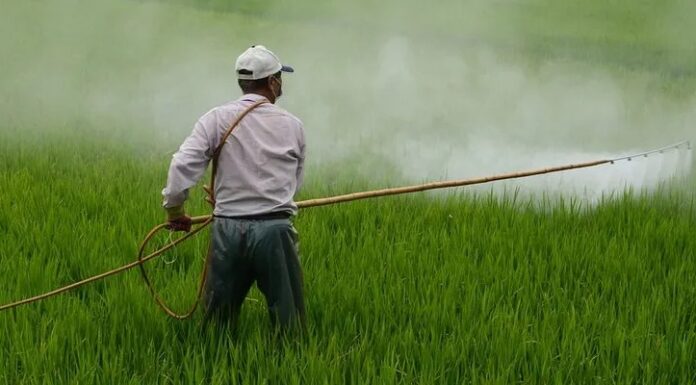 Os perigos do DDT e porque seu uso é proibido nas lavouras brasileiras e demais países