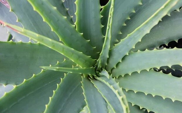 Riscos do uso de plantas medicinais