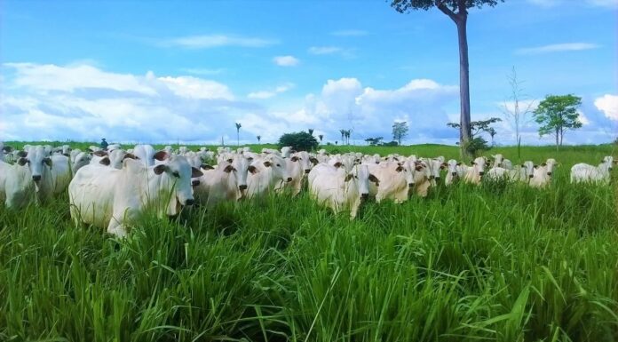 Artigo – A colheita do pasto na hora certa garante os melhores resultados
