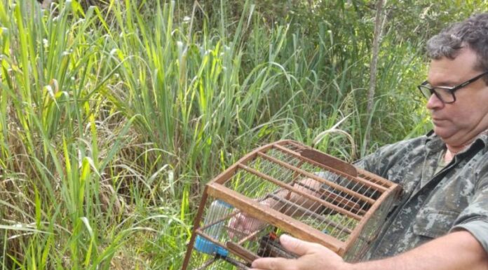 Idoso é multado em R$ 3,5 mil por manter aves em cativeiro em P. Prudente