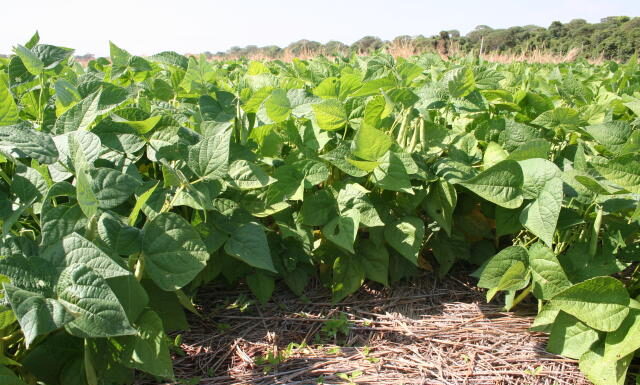 Agricultura de Baixa Emissão de Carbono: tecnologias disponíveis
