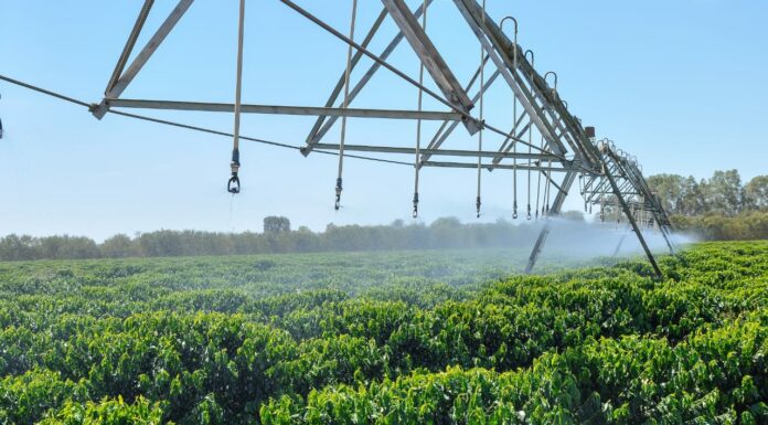 Mitos e Fatos na agricultura irrigada