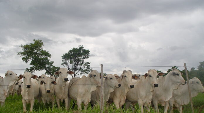Na reprodução animal detalhes fazem a diferença