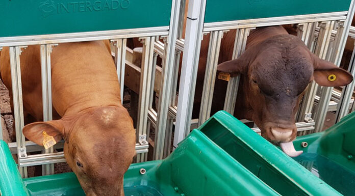 Melhoramento animal e eficiência hídrica, uma relação possível