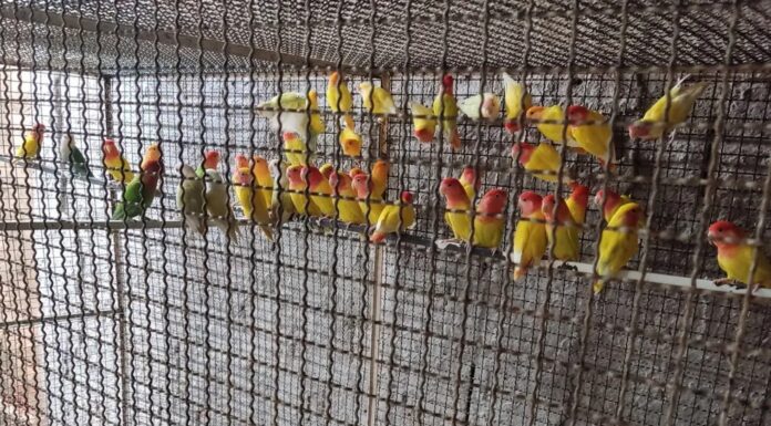 Criador de 77 aves exóticas é multado em R$ 17,4 mil em Presidente Prudente