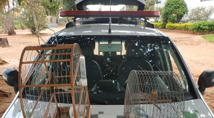 Homem é autuado em R$ 1 mil por manter aves silvestres em cativeiro, em Tupi Paulista