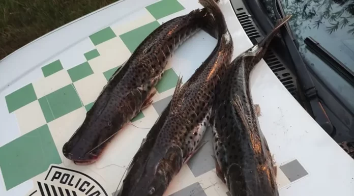 Dupla é autuada em R$ 4,5 mil por pesca predatória no rio Aguapeí em Lucélia