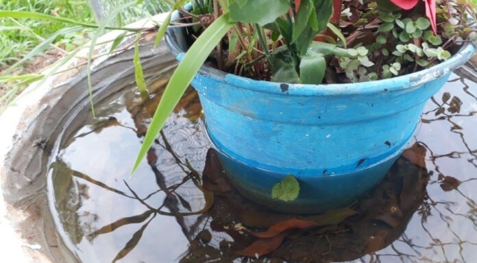 Vigilância Epidemilógica de Dracena alerta para o risco de epidemia na cidade
