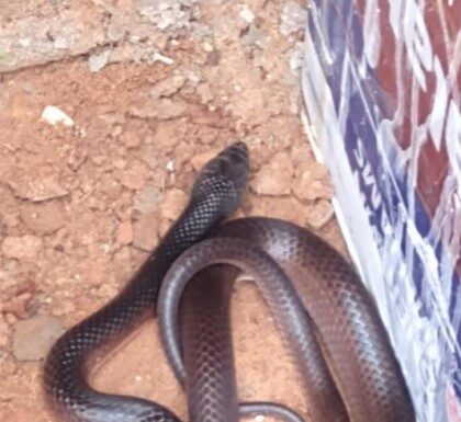 Moradores de bairros de Osvaldo Cruz encontram cobras em quintal e dentro de casa