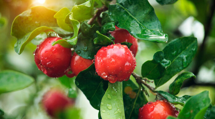 Polpa Congelada de Acerola: conveniência e qualidade nutricional