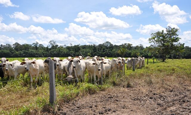 Integração Lavoura-Pecuária em pequenas propriedades: o que o produtor precisa saber