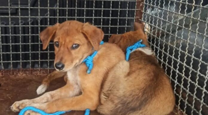 Idoso é multado em R$ 6,5 mil por maus-tratos a dois cães e manter ave em cativeiro, em Dracena