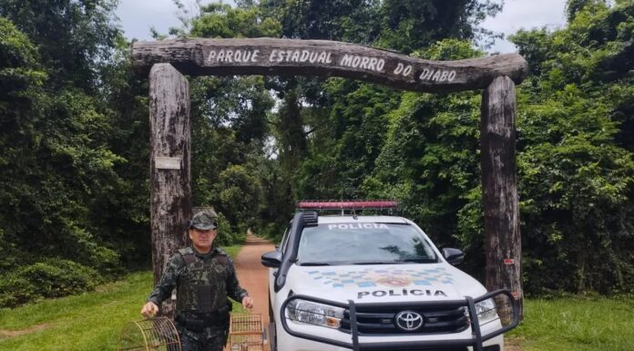 Polícia Ambiental autua mulher em R$ 3 mil por manter em cativeiro aves silvestres sem autorização