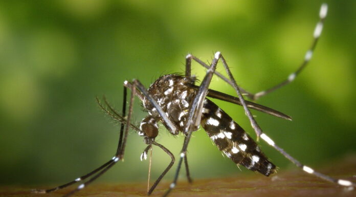 Parapuã confirma 2ª morte por dengue no município