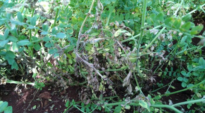 Murcha-de-esclerócio em plantas de grão-de-bico em Mato Grosso do Sul