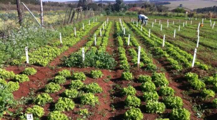 Abertas inscrições para curso gratuito na área da Agricultura