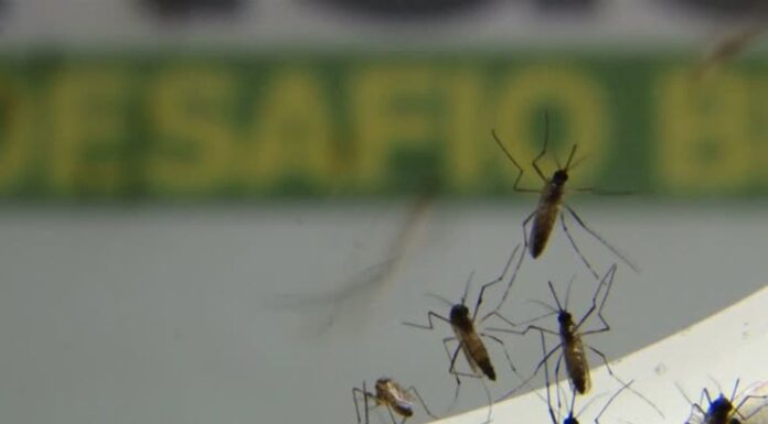 Presidente Prudente atinge 14 mortes por dengue e ultrapassa 11 mil casos