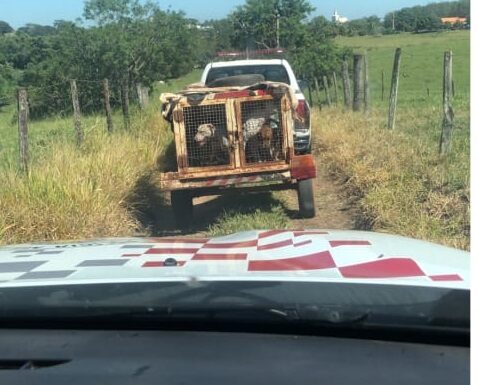 Polícia Militar de Inúbia Paulista prende homem de 62 anos por maus tratos a animais