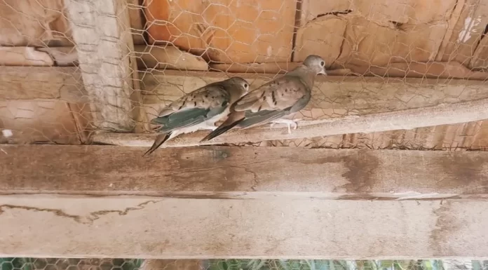 Homem é multado em R$ 3,5 mil por manter rolinhas e outras aves em cativeiro em Dracena