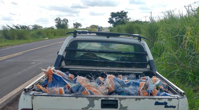Duas pessoas são presas por saques de milho de pipoca em caminhão tombado na SP-563 em Mirante