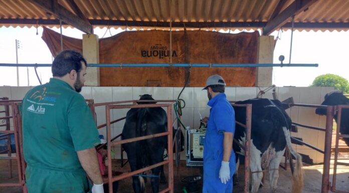 Dracena inicia projeto Pecuária Brasil com avaliação de 136 vacas leiteiras