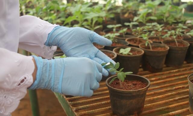RNAi: uma estratégia a ser explorada para a indução de resistência a viroses em tomateiro