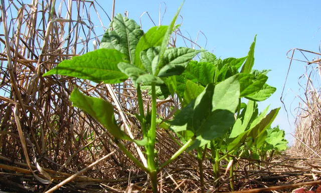 Novo cenário para a agricultura