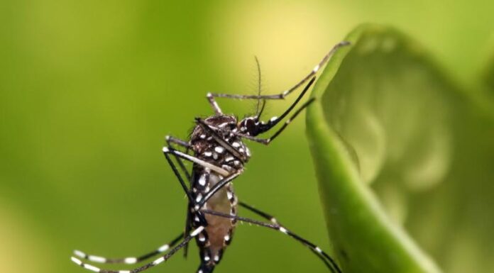 Presidente Prudente confirma 19ª morte por dengue e, em 2 dias, inclui mais 2.051 casos nas estatísticas