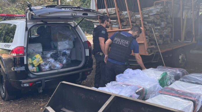 Polícia Civil de Inúbia Paulista incinera cerca de 550 quilos de maconha