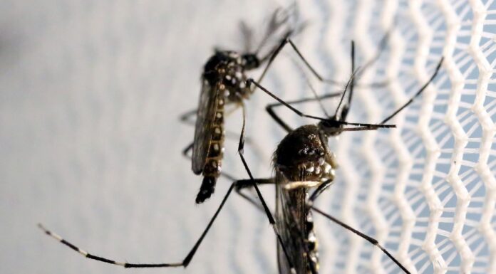 Presidente Prudente confirma 20ª morte por dengue e em 4 dias registra mais 1.789 casos da doença