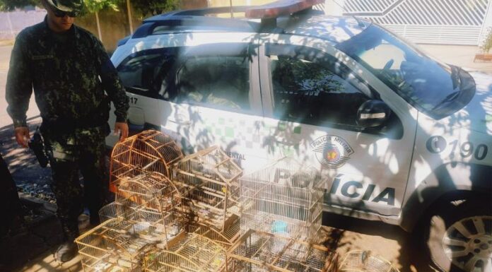 Polícia Ambiental autua idoso em R$ 5,5 mil por manter aves em cativeiro em Dracena