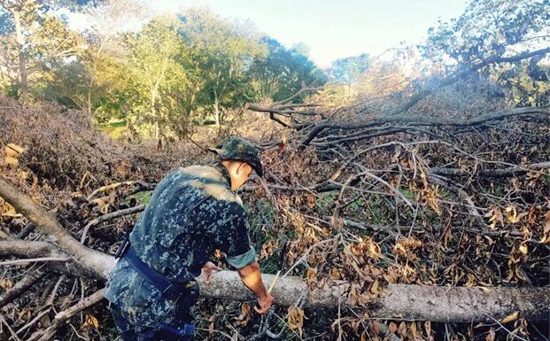 Dono de chácara é multado em R$ 4,2 mil por corte ilegal de 14 árvores nativas em Dracena