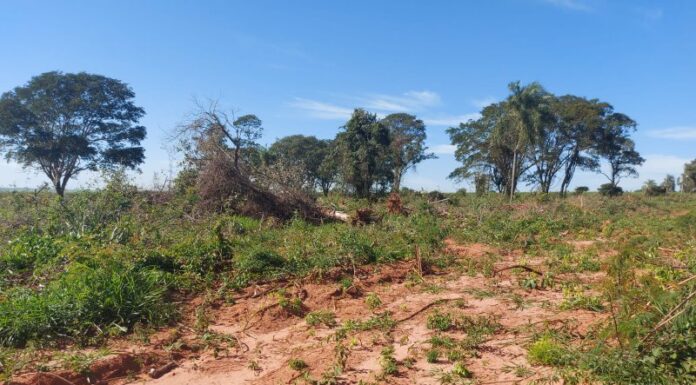 Fazendeiro é multado em R$ 189 mil por desmatamento e corte de 420 árvores
