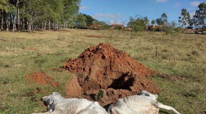 Homem é multado em R$ 48 mil por maus tratos e mortes de oito bovinos nelore em propriedade de Irapuru