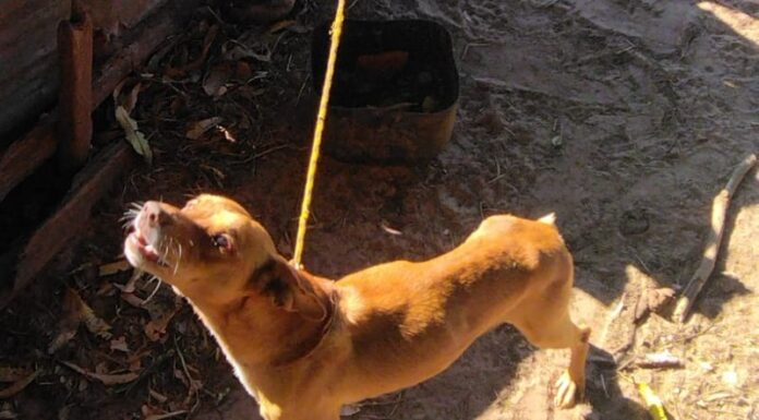 Sitiante é multado em R$ 12 mil por abandonar quatro cães em Mirante do Paranapanema