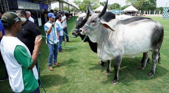 Expo Rio Preto começa com mais de mil animais e programação voltada ao melhoramento genético