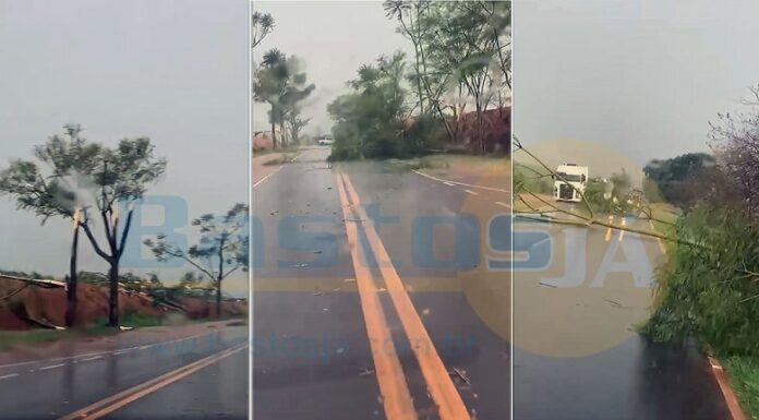 Chuva com ventos fortes derruba árvores e bloqueia estrada que liga Bastos a Parapuã e à SP-425
