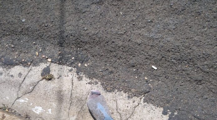 Pássaros estão morrendo por descarga elétrica no topo de poste em Dracena