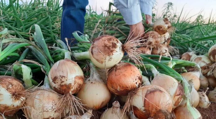 Conab aponta nova queda de preços das hortaliças no atacado