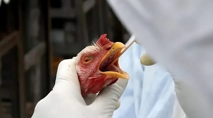 Japão retira embargo por gripe aviária sobre importação de frango e ovos de MS