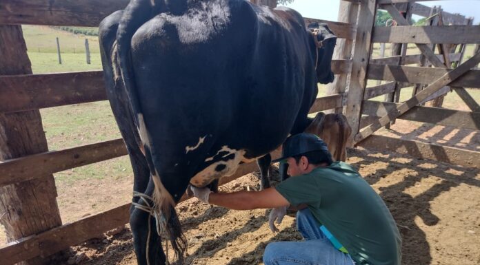 Secretaria de Agronegócio realiza atendimentos veterinários para produtores rurais