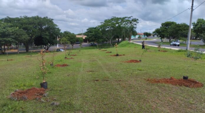 Limpeza Pública e Meio Ambiente segue com arborização consciente na cidade