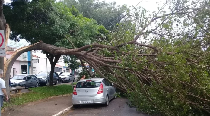 Elektro alerta para risco de queda de árvores durante passagem de frente fria no final de semana