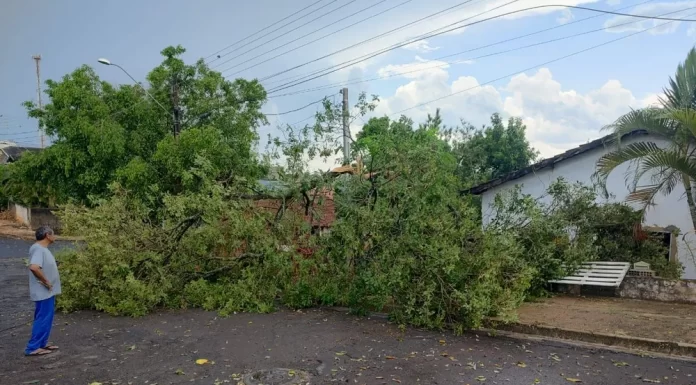 Temporal com rajadas de vento causa queda de árvores e destelhamentos na região