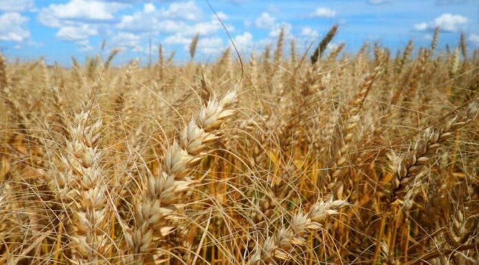160 mil toneladas de trigo são negociadas em leilões realizados pela Conab