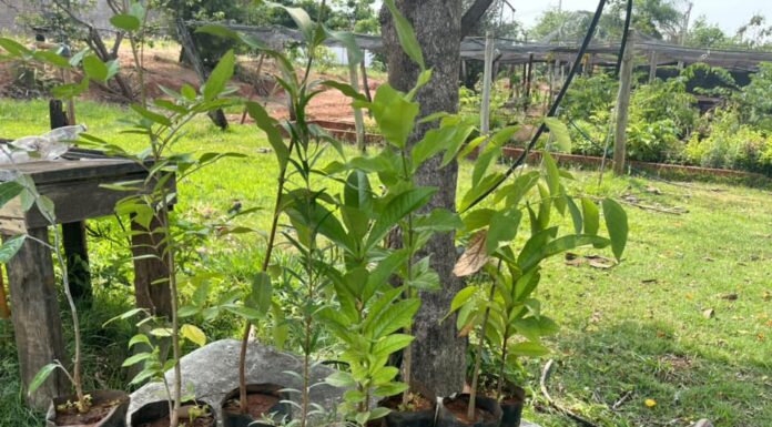 Viveiro Municipal incentiva a arborização urbana em Junqueirópolis