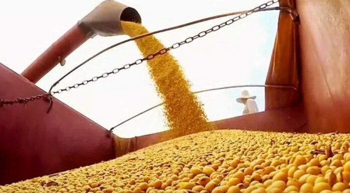 Soja: mudanças climáticas provocadas pelo El Niño causam preocupações no campo