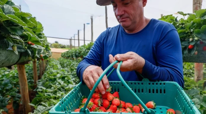 Morango com indicação geográfica impulsiona renda de produtores do Paraná