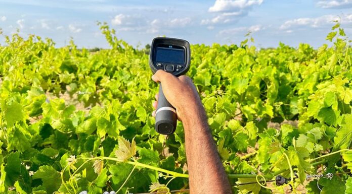 Pesquisa aponta ações para reduzir efeitos do calor nas plantas